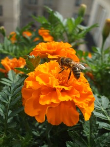 Abeille sur ma balconnière